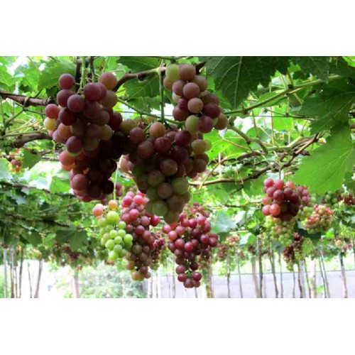Hạt giống nho pháp