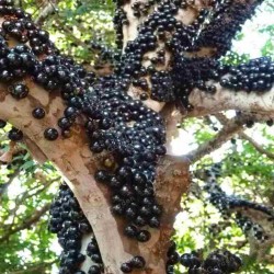 Hạt giống nho thân gỗ Hạt giống nho thân gỗ