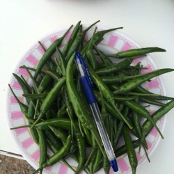 Hạt giống ớt chỉ thiên F1 cay mạnh