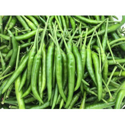 Hạt giống ớt chỉ thiên F1 cay mạnh