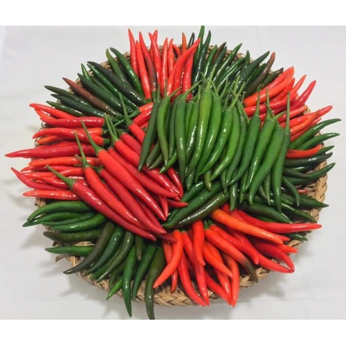 Hạt giống ớt chỉ thiên