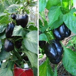 Hạt giống ớt chuông đen