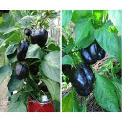 Hạt giống ớt chuông đen Hạt giống ớt chuông đen