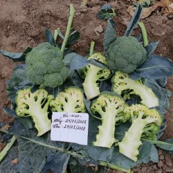 Hạt giống súp lơ xanh