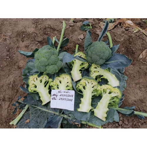Hạt giống súp lơ xanh