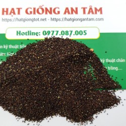 Hạt giống bạc hà Peppermint