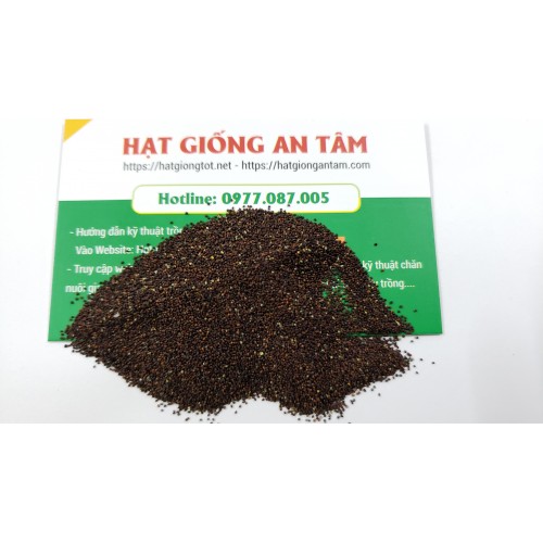 Hạt giống bạc hà Peppermint