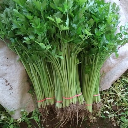 Hạt giống rau cần tây chịu nhiệt