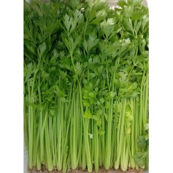 Hạt giống rau cần tây chịu nhiệt