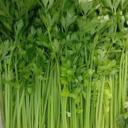 Hạt giống rau cần tây chịu nhiệt