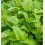 Hạt giống bạc hà mint