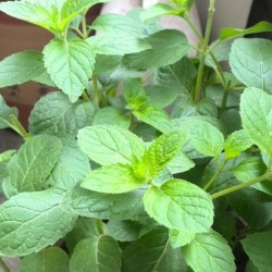 Hạt giống bạc hà nhật