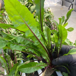 Hạt giống bồ công anh tím