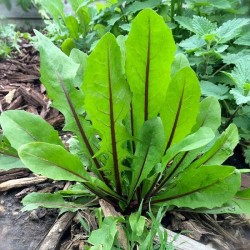 Hạt giống bồ công anh tím