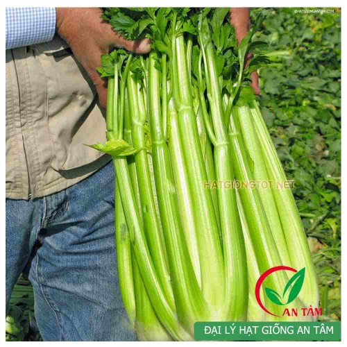 Hạt giống cần tây đà lạt F1