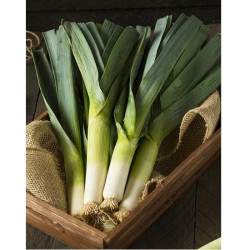 Hạt giống tỏi tây Hạt giống tỏi tây