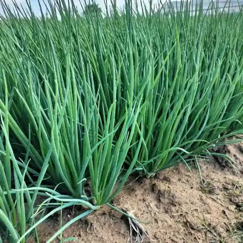 Hạt giống hành lá