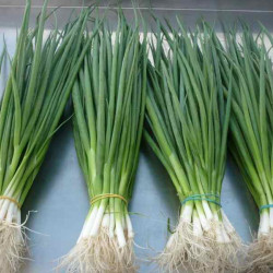 Hạt giống hành lá(hành hương)