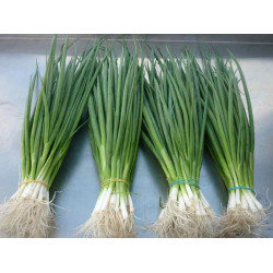 Hạt giống hành lá(hành hương)