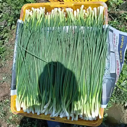 Hạt giống hành lá
