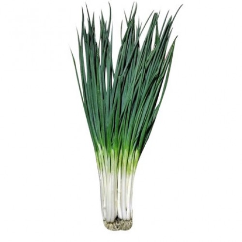 Hạt giống hành lá(hành hương)