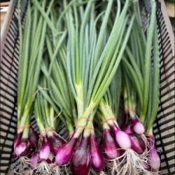 Hạt giống hành tím củ dài