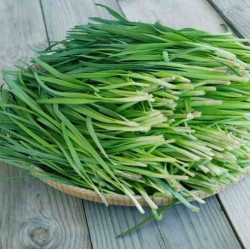 Hạt giống hẹ xanh lá nhỏ