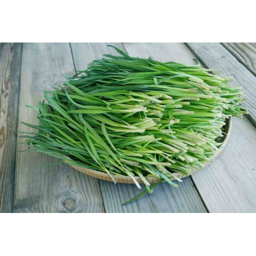 Hạt giống hẹ xanh 