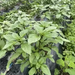 Hạt giống rau húng quế