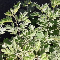 Hạt giống ngải cứu Hạt giống ngải cứu