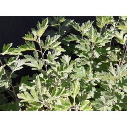 Hạt giống ngải cứu