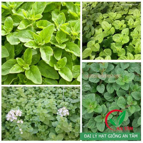 Hạt giống oregano Ý