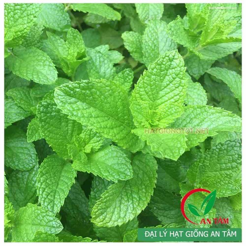 Hạt giống bạc hà spearmint