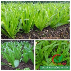 Hạt giống rau diếp thơm