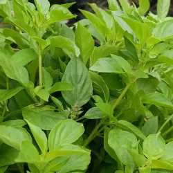 Hạt giống é trắng