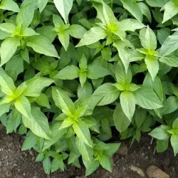 Hạt giống é trắng