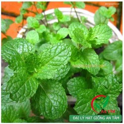 Hạt giống rau húng lũi