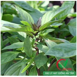 Hạt giống rau húng quế