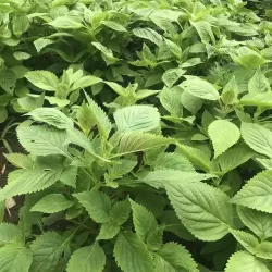 Hạt giống rau kinh giới