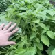 Hạt giống rau kinh giới