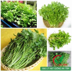 Hạt giống rau mùi ta