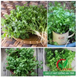 Hạt giống rau mùi tía ( rau ngò rí)