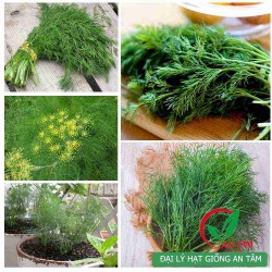 Hạt giống rau thì là bốn mùa Hạt giống rau thì là bốn mùa