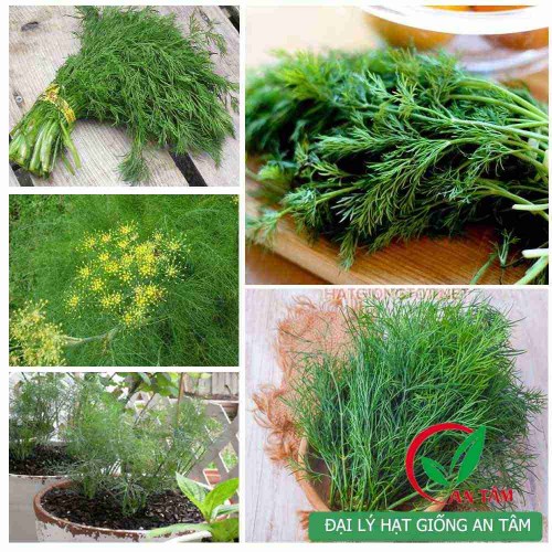 Hạt giống rau thì là
