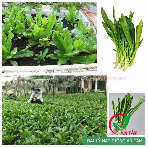 hạt giống rau mùi tàu