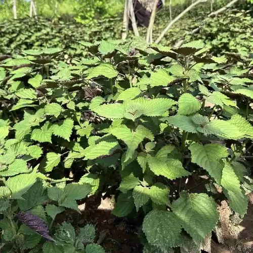 hạt giống rau tía tô