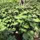 hạt giống rau tía tô
