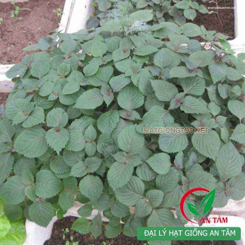 hạt giống rau tía tô