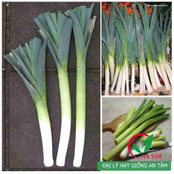 Hạt giống tỏi tây Hạt giống tỏi tây