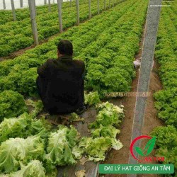 Hạt giống rau xà lách xoăn xanh